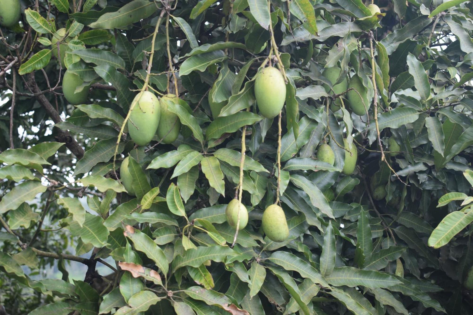 Namaya Nature 康提 外观 照片
