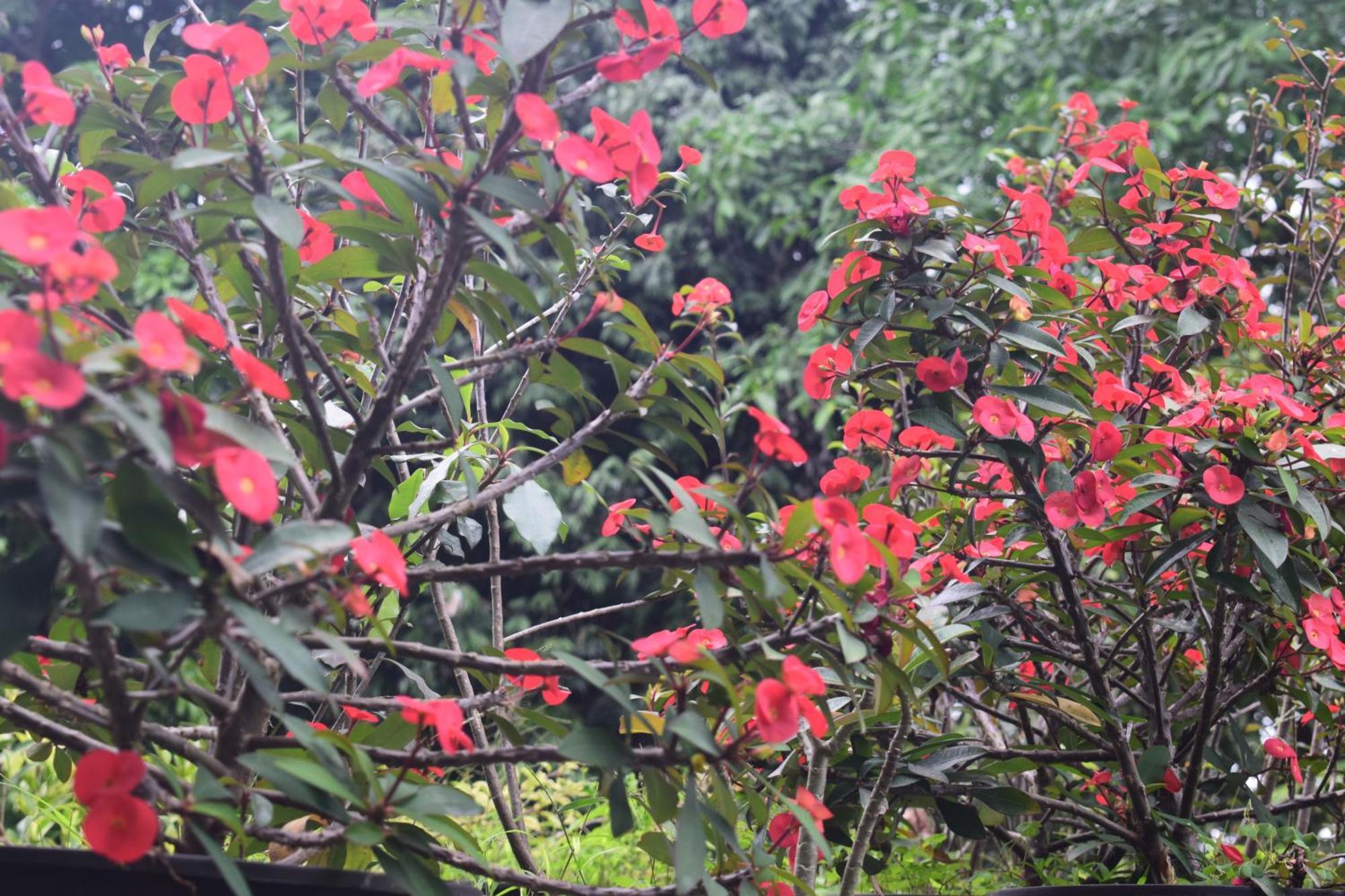 Namaya Nature 康提 外观 照片