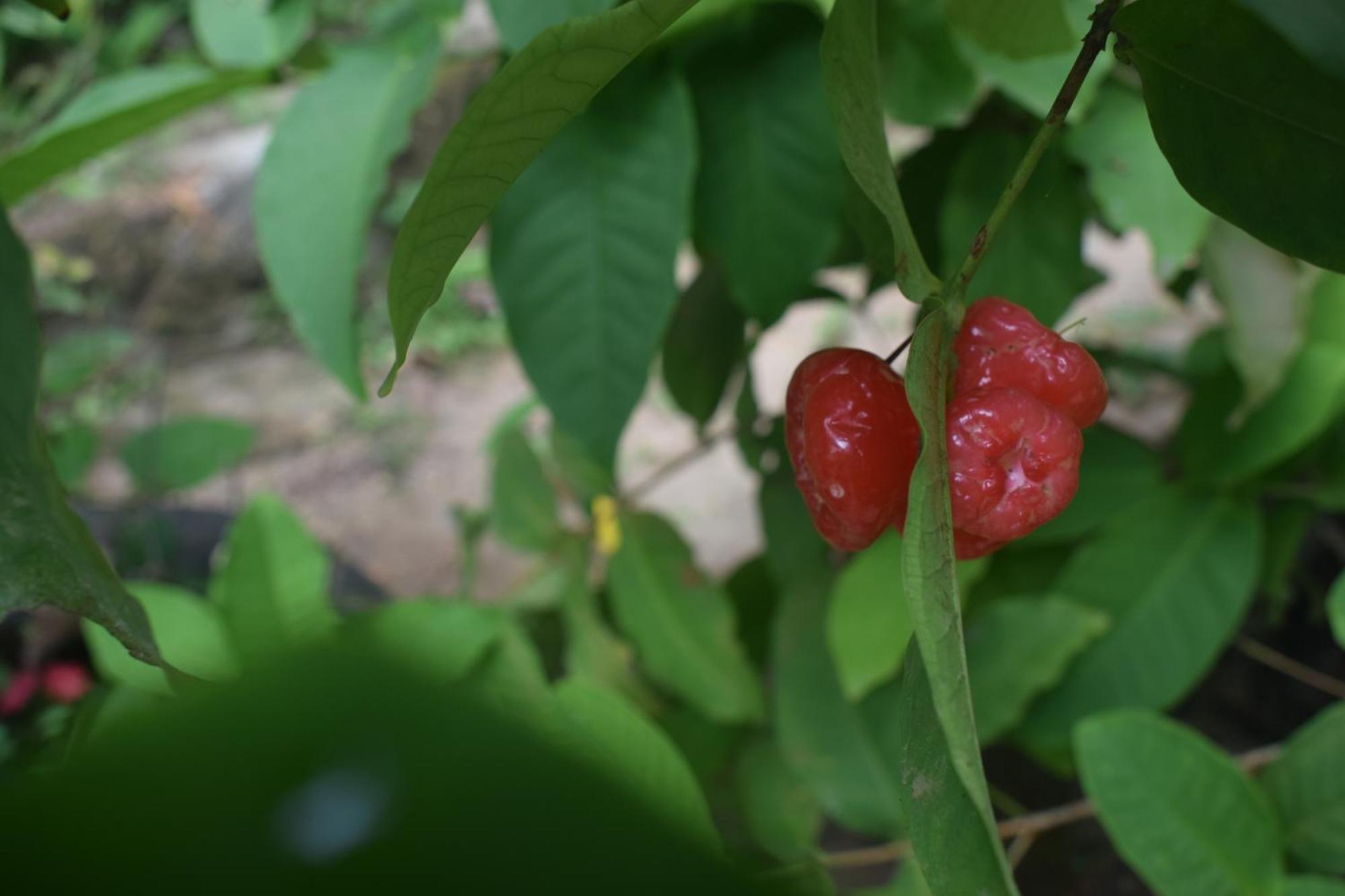 Namaya Nature 康提 外观 照片