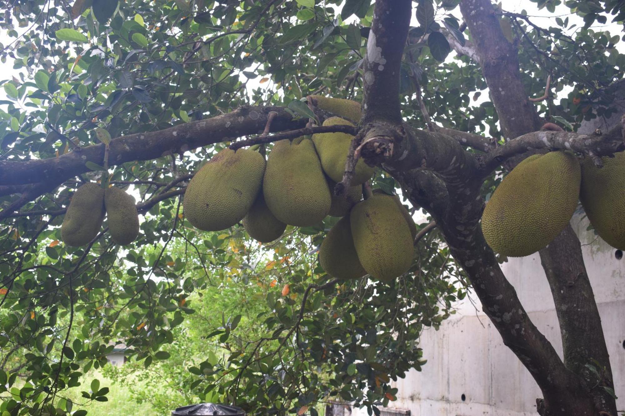 Namaya Nature 康提 外观 照片